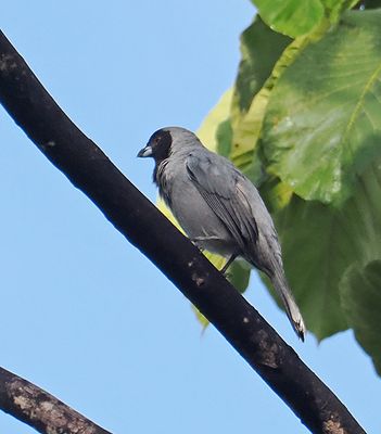 Black-faced Tanager