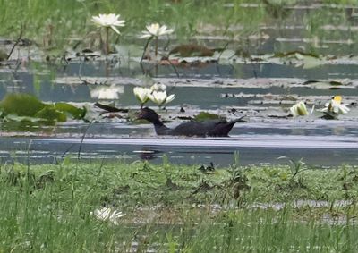 Muscovy Duck