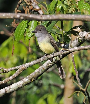 Short-crested Flycatcher