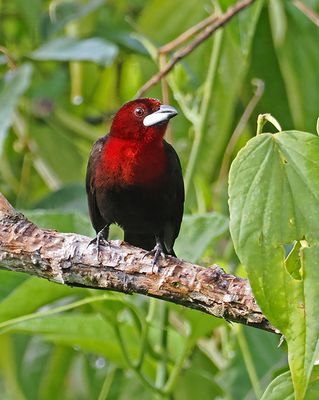 Silver-beaked Tanager