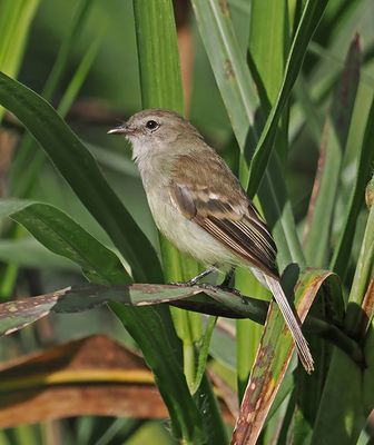 Southern Mouse-colored Tyrannulet