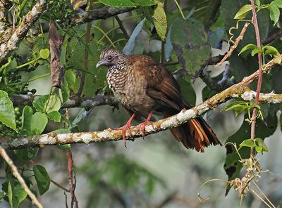 Speckled Chachalaca