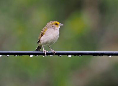 Yellow-browed Sparrow