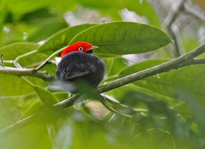 Round-tailed Manakin