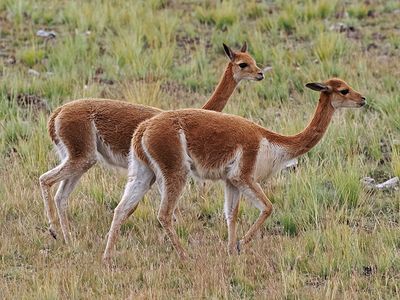 Vicuña