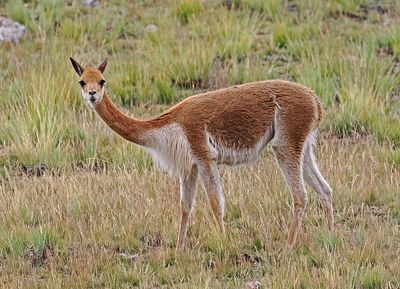 Vicuña