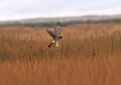 Cinereous Harrier