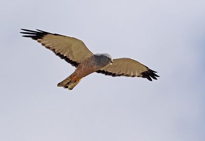 Cinereous Harrier