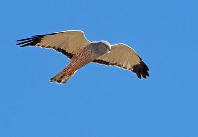 Cinereous Harrier