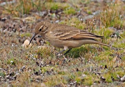 Slender-billed Miner