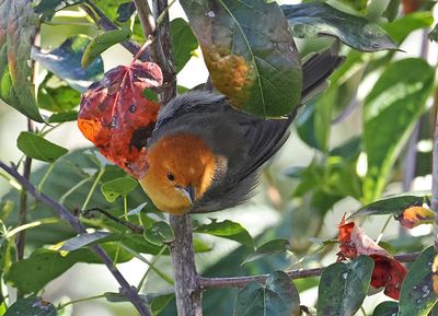 Brown-flanked Tanager