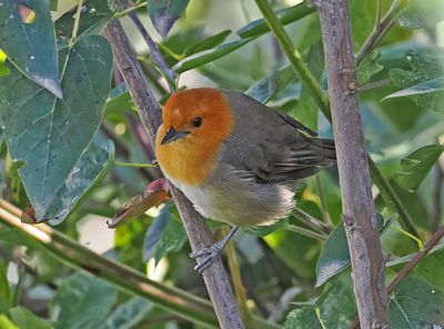 Brown-flanked Tanager