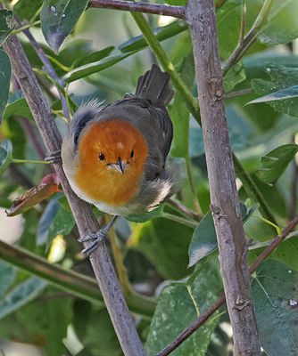 Brown-flanked Tanager