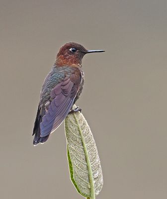 Coppery Metaltail