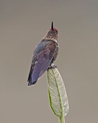 Coppery Metaltail