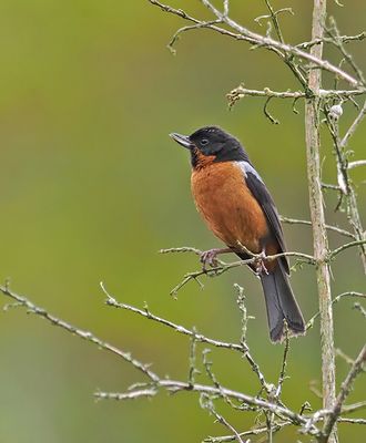 Black-throated Flowerpiercer