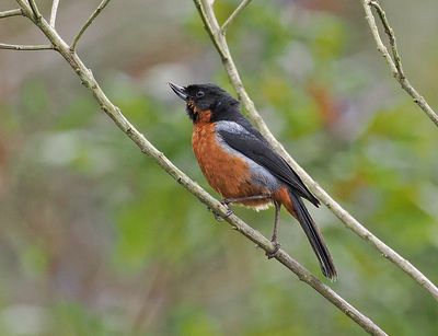 Black-throated Flowerpiercer