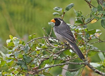 Golden-billed Saltator