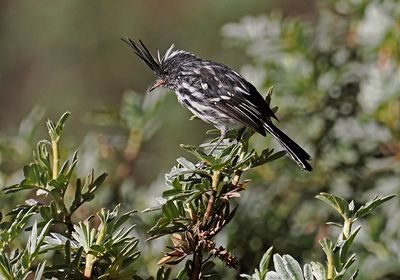 Black-crested Tit-Tyrant