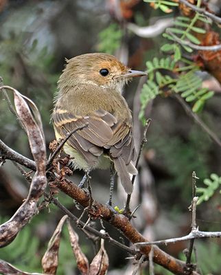 Fulvous-faced Scrub-Tyrant