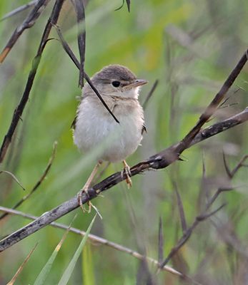 Short-tailed Field-Tyrant