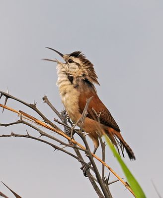 Superciliared Wren