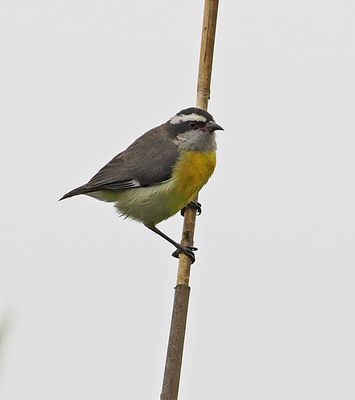 Bananaquit