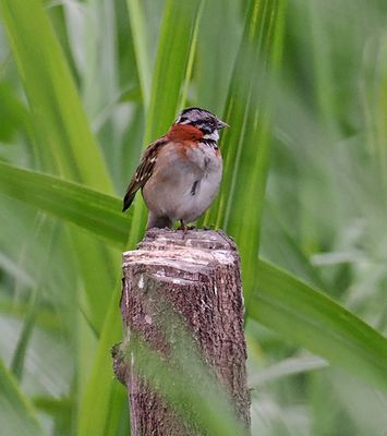 Rufous-collared Sparrow