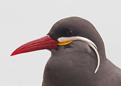 Inca Tern