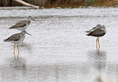 Greater Yellowlegs