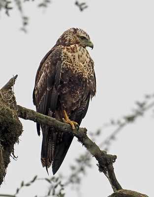 Black-chested Buzzard-Eagle