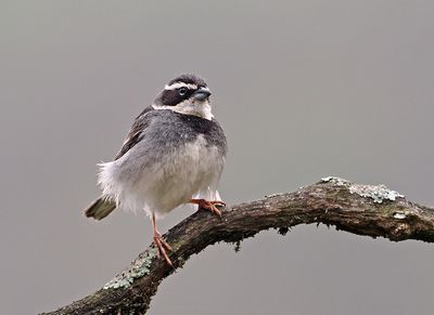 Collared Warbling-Finch