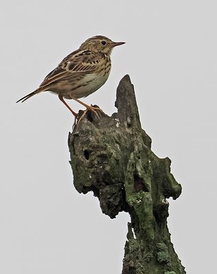 Peruvian Pipit