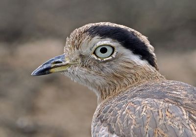 Peruvian Thick-knee