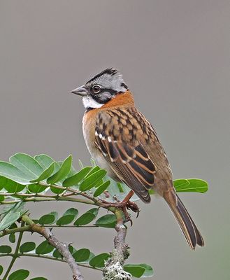 Rufous-collared Sparrow