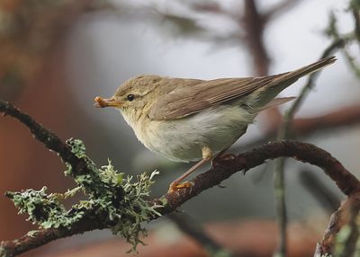 Willow Warbler