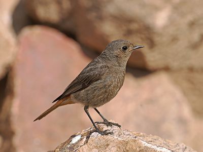 Black Redstart