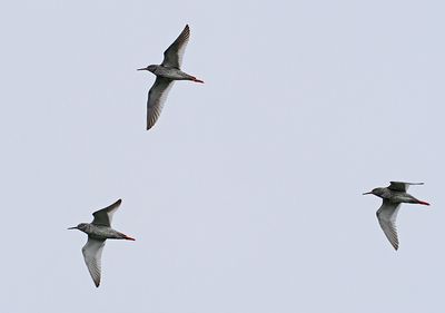 Common Redshank