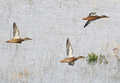 Northern Shoveler