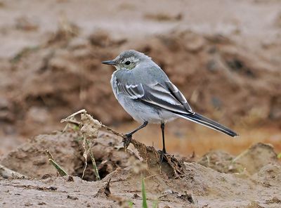 White Wagtail