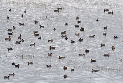 Eurasian Teal