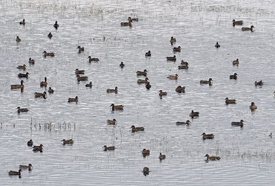 Common Teal