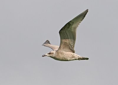 Herring Gull