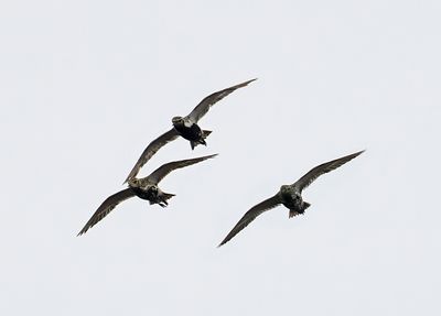 European Golden Plover