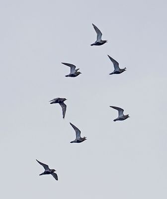 European Golden Plover