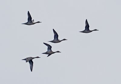 Northern Pintail