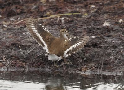 Common Sandpiper