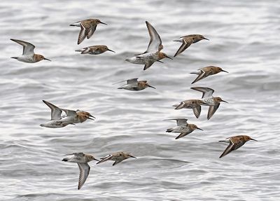 Dunlin