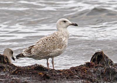 Herring Gull