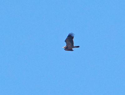 Lesser Spotted Eagle